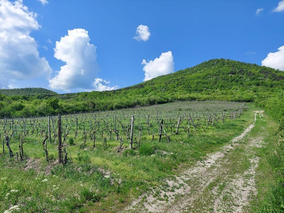 Ferienwohnung Via Tokaj Vendeghaz Sátoraljaújhely Exterior foto